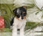 Small #1 Yorkshire Terrier