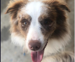 Small Photo #1 Miniature Australian Shepherd Puppy For Sale in BROOKER, FL, USA