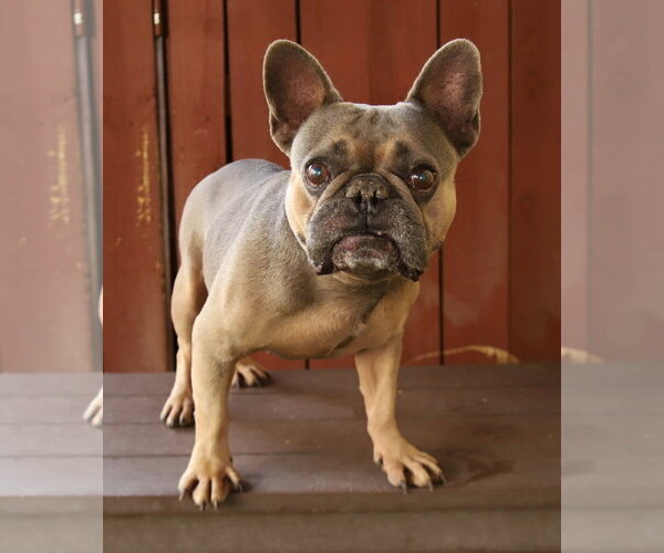 Medium Photo #3 French Bulldog Puppy For Sale in Oakland Park, FL, USA