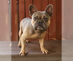 Small Photo #3 French Bulldog Puppy For Sale in Oakland Park, FL, USA