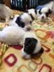 Small Photo #3 Havanese Puppy For Sale in TEANECK, NJ, USA