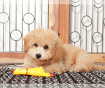 Small #2 Poochon