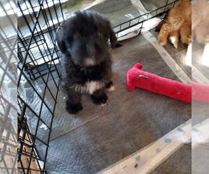 Poodle (Miniature)-Unknown Mix Dogs for adoption in Aurora, IN, USA