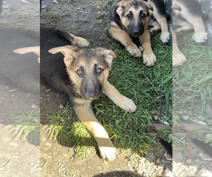 German Shepherd Dog Puppy for Sale in SOUTH BEND, Indiana USA