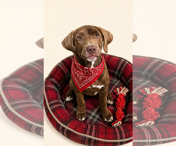 Medium Photo #1 Chocolate Labrador retriever-Unknown Mix Puppy For Sale in Mt. Laurel, NJ, USA