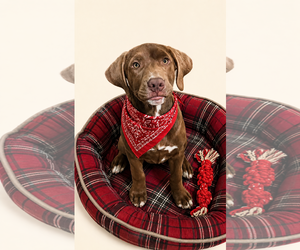 Chocolate Labrador retriever-Unknown Mix Dogs for adoption in Mt. Laurel, NJ, USA