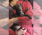 Small Doberman Pinscher-Labrador Retriever Mix