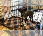Small #4 Border Collie Mix