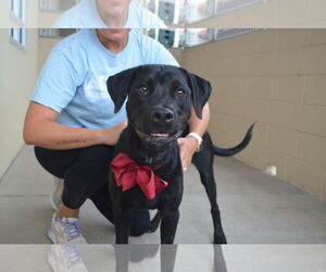 Labrador Retriever-Unknown Mix Dogs for adoption in McKinney, TX, USA
