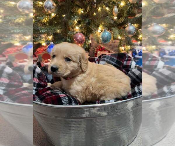 Medium Photo #3 Golden Retriever Puppy For Sale in BENTON, IL, USA