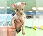 Small #3 Chihuahua Mix