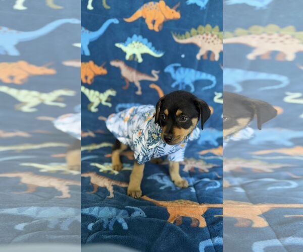 Medium Photo #1 Labrador Retriever-Unknown Mix Puppy For Sale in NYC, NY, USA