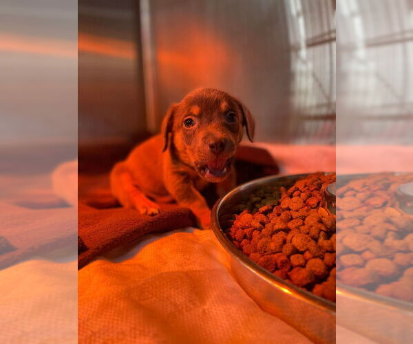 Medium Photo #2 Mutt Puppy For Sale in Foristell, MO, USA