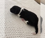 Small #2 Akita