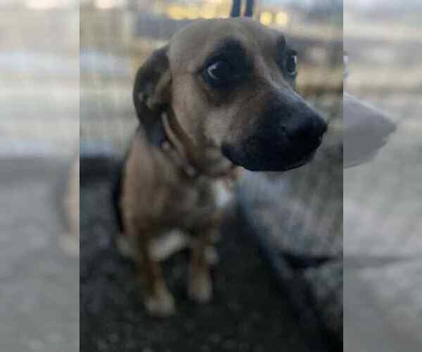 Medium Photo #3 Mutt Puppy For Sale in Evansville, IN, USA