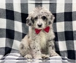 Small Photo #1 Old English Sheepdog-Poodle (Miniature) Mix Puppy For Sale in LAKELAND, FL, USA