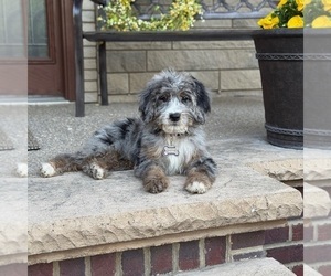 Bernedoodle Puppy for Sale in WOLCOTT, Indiana USA