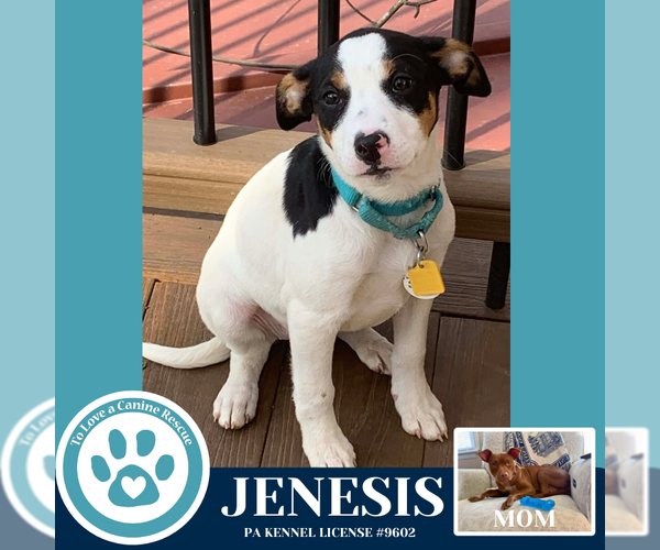 Medium Photo #1 Mutt Puppy For Sale in Kimberton, PA, USA