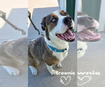 Small #1 Boxer Mix