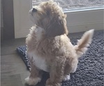 Small #5 Goldendoodle-Poodle (Toy) Mix
