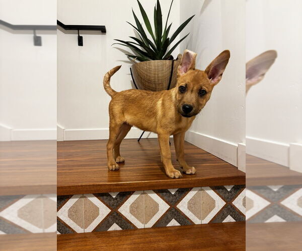 Medium Photo #6 Carolina Dog Puppy For Sale in San Diego, CA, USA