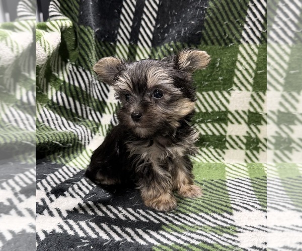 Medium Photo #4 Morkie Puppy For Sale in GUTHRIE, KY, USA