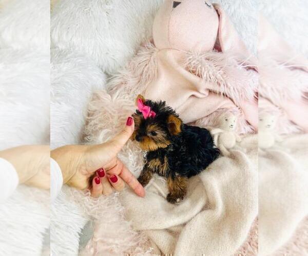 Medium Photo #12 Yorkshire Terrier Puppy For Sale in TAMPA, FL, USA
