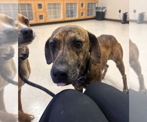 Mutt Dogs for adoption in Elmsford, NY, USA