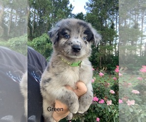 Australian Shepherd Puppy for sale in JESUP, GA, USA
