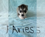 Small Photo #1 Siberian Husky Puppy For Sale in POQUOSON, VA, USA