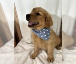Small #3 Golden Retriever