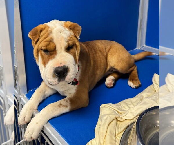Medium Photo #2 Chinese Shar-Pei-Unknown Mix Puppy For Sale in Vail, AZ, USA