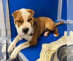 Small #1 Chinese Shar-Pei Mix