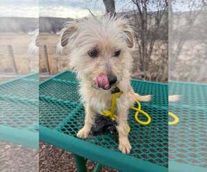 Mutt Dogs for adoption in Sandy, UT, USA
