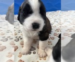 Small #1 Saint Bernard