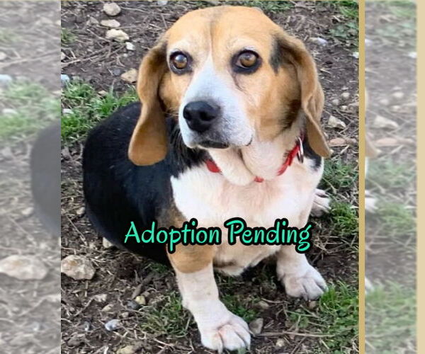 Medium Photo #1 Beagle Puppy For Sale in Dunnellon, FL, USA