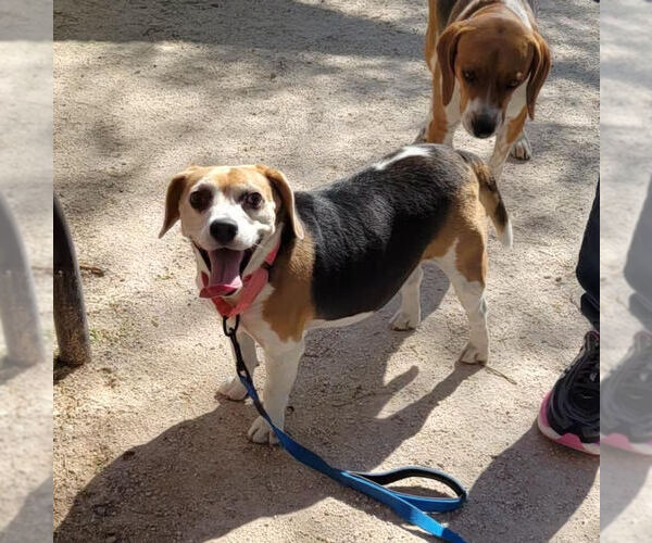 Medium Photo #2 Beagle Puppy For Sale in Las Vegas, NV, USA