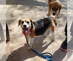Small #1 Beagle