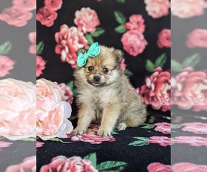 Pomeranian Puppy for sale in CHRISTIANA, PA, USA