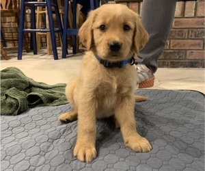 Golden Retriever Puppy for sale in HENDERSON, KY, USA