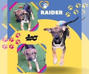 Mutt Dogs for adoption in Lindsay, CA, USA