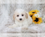 Small #1 Maltipoo