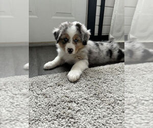 Miniature Australian Shepherd Puppy for sale in CEDAR RAPIDS, IA, USA