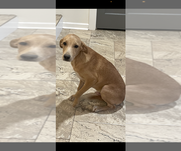 Medium Photo #2 Labrador Retriever-Unknown Mix Puppy For Sale in Boston, MA, USA