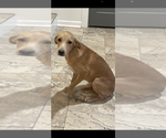 Small #1 Labrador Retriever Mix