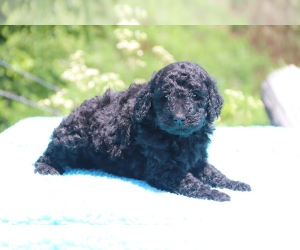 Medium Photo #3 Poodle (Standard) Puppy For Sale in UNION CITY, TN, USA