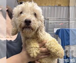 Small Poodle (Miniature) Mix