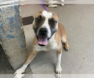 Mutt Dogs for adoption in San Bernardino, CA, USA