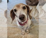 Small #9 Beagle