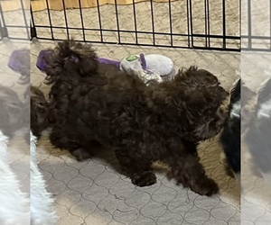 Shih-Poo Puppy for Sale in GLOUCESTER, Virginia USA
